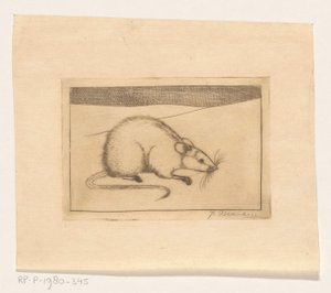 Souris