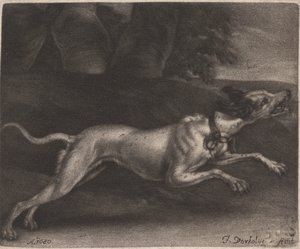 Un chien courant