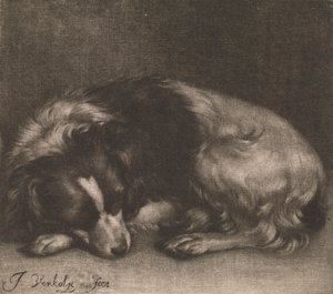 Un chien endormi