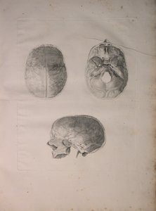 Albinus II, Pl. III, Os crânien, illustration de 