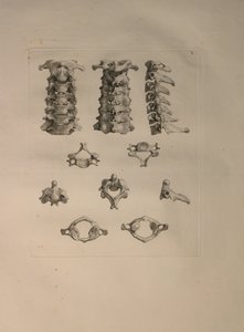 Albinus II, Pl. X: Vertèbre cervicale, illustration de 