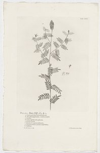 Dalea alopecuroides