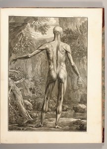 Gravure représentant les groupes musculaires du dos, 1747