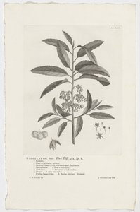 Kiggelaria africana - Jan Wandelaar