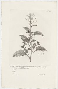 Lobelia cliffortiana