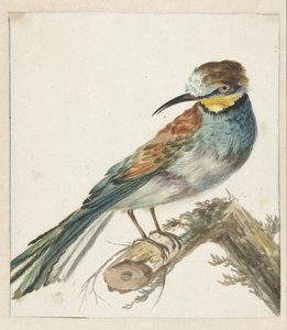 Guêpier (Merops apiaster) - Jan Baptist Weenix