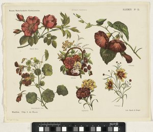 Fleurs