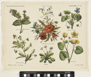 Fleurs des champs