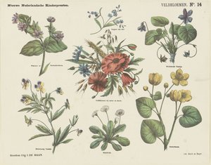 Fleurs des champs