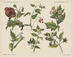 Plantes vénéneuses - Jan de Haan