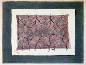 Nerf de la membrane intestinale, Ladmiral