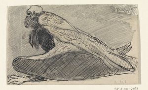 Vautour assis - Jan van Essen