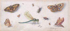 Insectes, papillons et une libellule