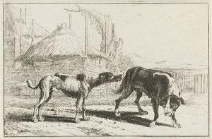 Chien mâle et femelle - Jan van den Hecke