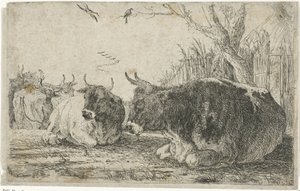 Vaches au repos (Dieren, Zoographiam)