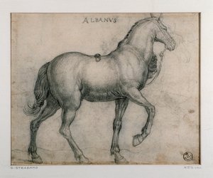 Étude pour un cheval - Jan van der Straet