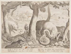 Combat entre éléphants et serpents, planche 2 de la série Venationes Ferarum, Avium, Piscium - Jan van der Straet, called Stradanus