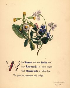 Marguerites, violettes, cardamines et boutons-d