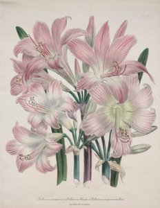 Lys Belladonna : Amaryllis belladonna - Jane Loudon