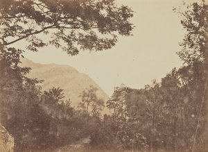 Acacia, Como - Jane Martha St. John