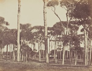 Pinède en pierre, Villa Pamfili Doria, Rome