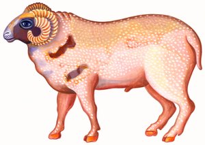Bélier - Jane Tattersfield