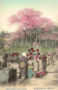 Fleurs de cerisier, Gion, Kyoto, Japon