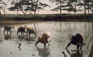 Cinq paysans replantant du riz dans une rizière