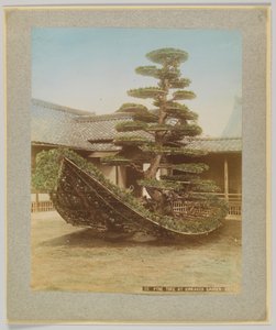 Pin au jardin de Kinkakuji, Kyoto, Japon