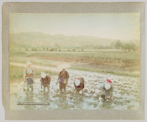 Transplantation de pousses de riz, Japon (photo noir et blanc colorisée à la main)