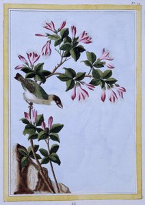 Oiseau - estampe japonaise - Japanese School