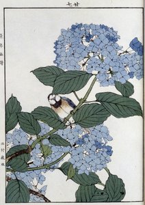 Oiseau dans des hortensias - Estampe japonaise