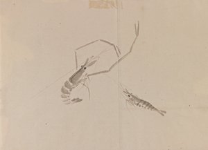 Dessin de deux écrevisses