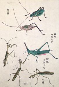 Sauterelles et mantes (impression sur bois en couleur)