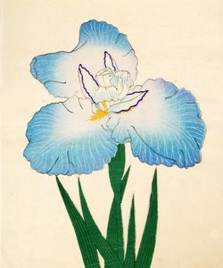 Irojiman, No. 80, 1890 - Japanese School