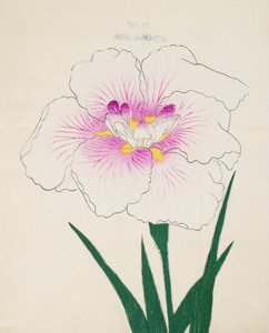 Misuji-no.-Ito, no.17, 1898