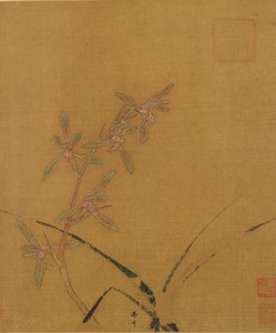 Orchidées