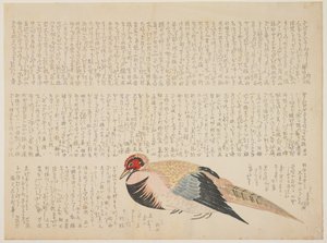 Faisan, c.1818-29