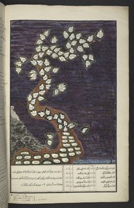 Tableau généalogique sous forme d