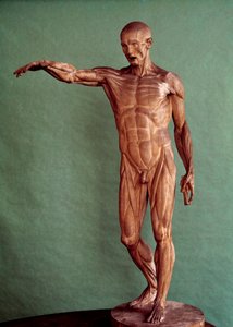 Anatomie humaine. Écorché par Jean Antoine Houdon (1741-1828)