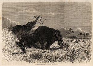 La chasse aux éléphants par les Amazones du Dahomey