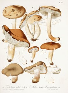Champignons, vers 1860-66 - Jean Baptiste Barla
