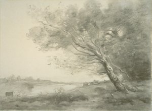 Arbre courbé près de l