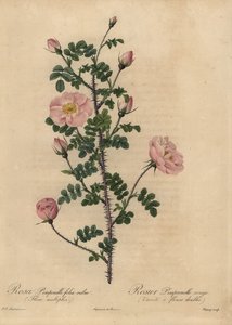 Rose Burnet rose, Rosa pimpinellifolia