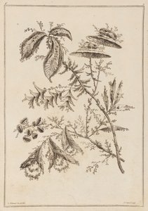 Branche fleurie