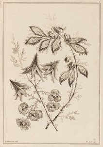 Branche fleurie