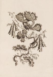 Branche de fleur, de "Fleures Persannes" - Jean Baptiste Pillement