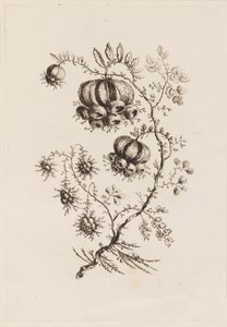 Branche de fleur, de "Fleures Persannes"