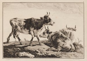 Planche 2, de "Cahier de Six Feuilles de Boeufs et Vaches"
