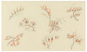 Bouquets de sept fleurs idéales et d
